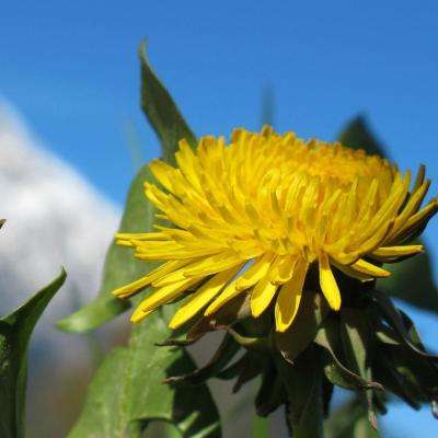 球探比分旧版大全下载手机版